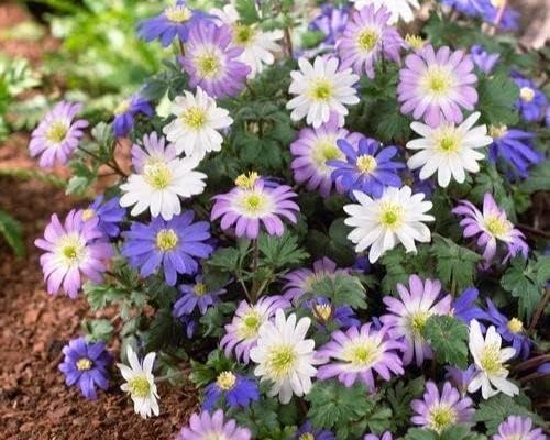 Anemone Flower Bulbs for Planting (3) - Easy to Grow Corms, Beautiful Mixed Color Windflower Blooms