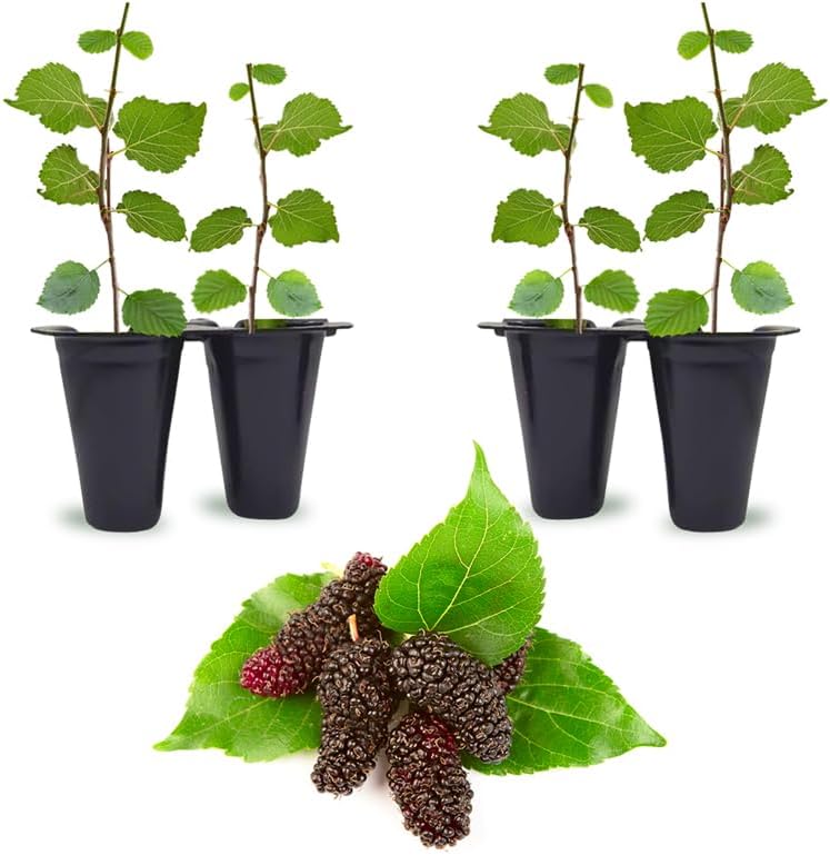 Mulberry Illinois Everbearing Plant (4 Pack) | Real Live Fruit Plants for Sale| Easy to Grow Live