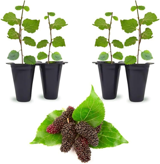 Mulberry Illinois Everbearing Plant (4 Pack) | Real Live Fruit Plants for Sale| Easy to Grow Live