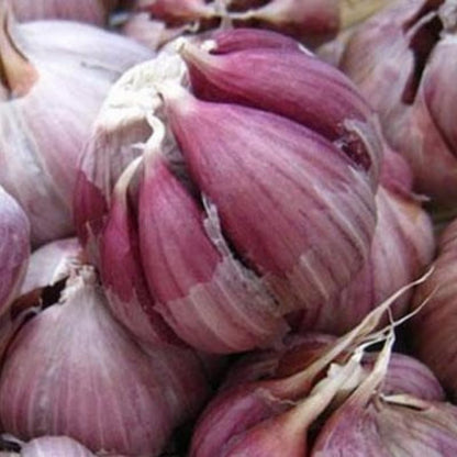 8 Garlic for Planting in Fall Hardneck, Purple Stripe Garlic Bulbs for Planting, Fresh and High