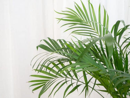 GARDENERA Palm Tree Potting Mix - The Ultimate Soil for Strong and Healthy Palms - Top Choice for