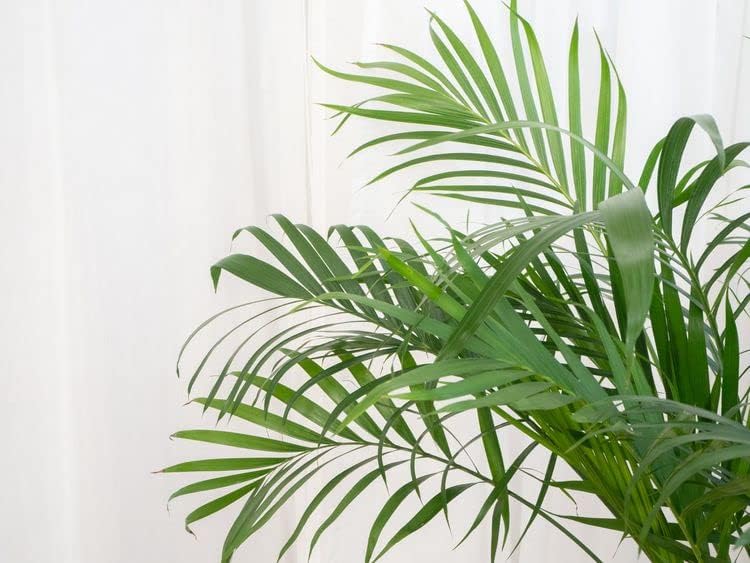 GARDENERA Palm Tree Potting Mix - The Ultimate Soil for Strong and Healthy Palms - Top Choice for