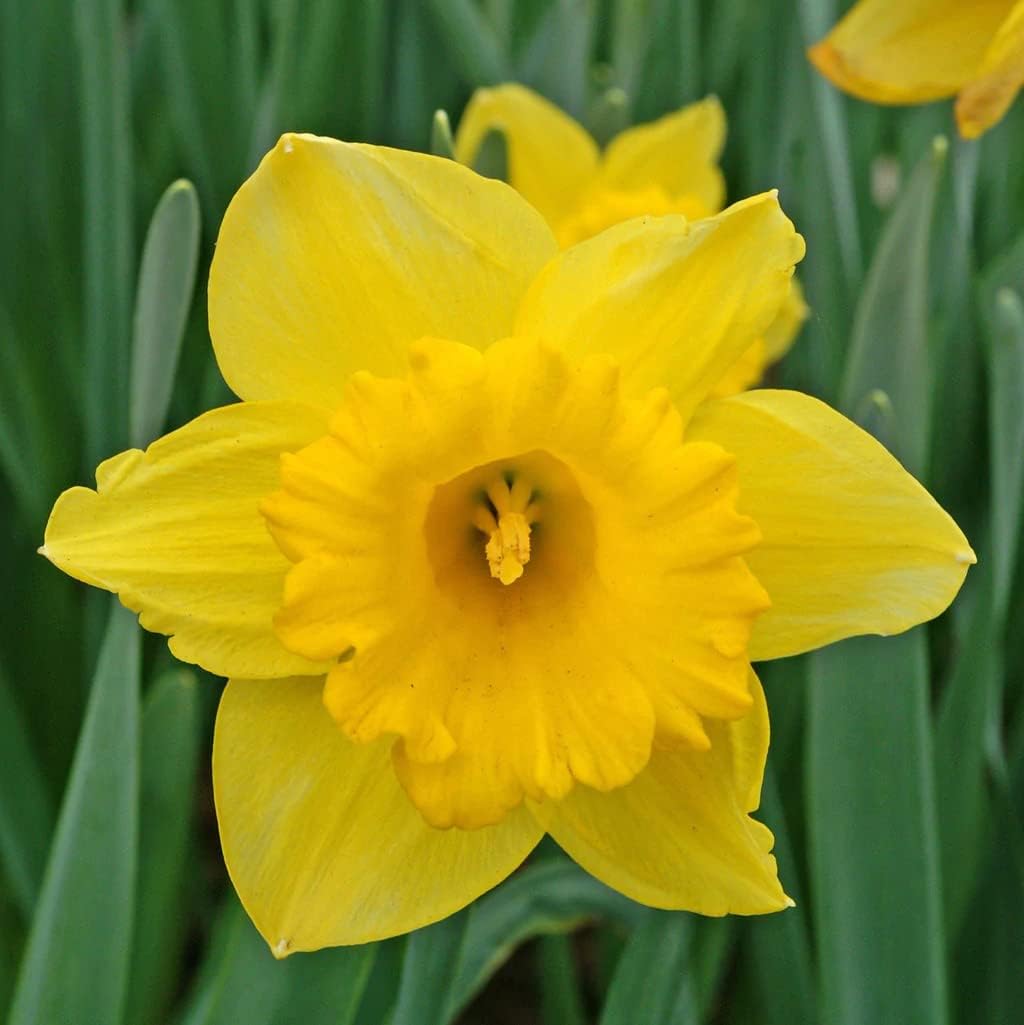 50 Yellow Daffodil Bulbs for Planting - Dutch Master Value Bag - Plant in Gardens, Borders &