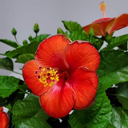 Hibiscus Plant Live - Hibiscus Bush - Red President - Overall Height 26" to 28" - Tropical Plants