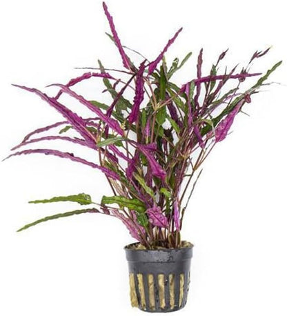 SubstrateSource Live Jungle Plants - Hemigraphis repanda (Hemigraphis sp.) - Low to Medium Light
