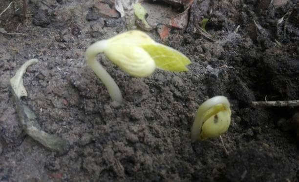Vermont Cranberry Shell Bean Seeds - 20 Large Bean Seeds - Marde Ross & Company ®
