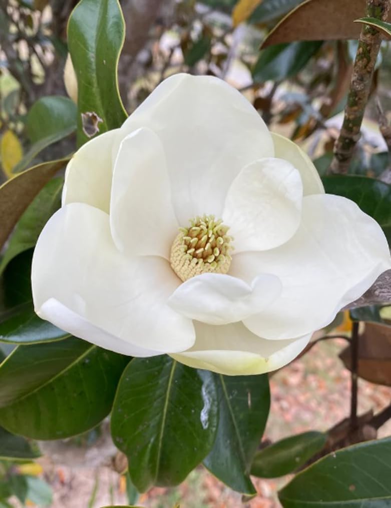15PCS White Southern Magnolia Flower Seeds Beautiful Ornamental Landscape Tree Seeds