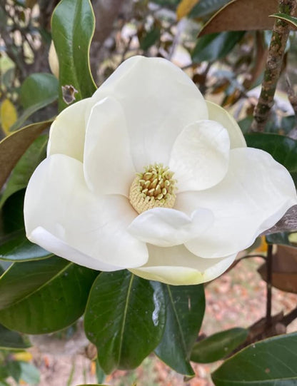 15PCS White Southern Magnolia Flower Seeds Beautiful Ornamental Landscape Tree Seeds