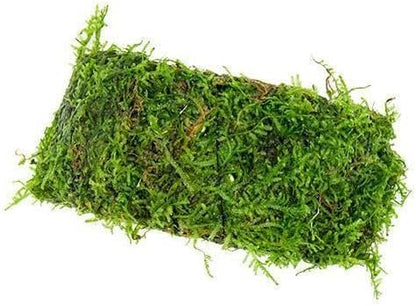 SubstrateSource Live Planted Decor - Christmas Moss (Vesicularia montagnei) on Coconut Shell Bridge