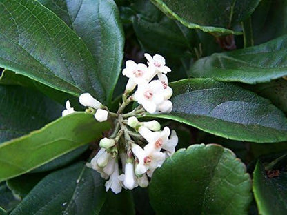 Viburnum Suspensum - 30 Live Plants - Evergreen Privacy Hedge
