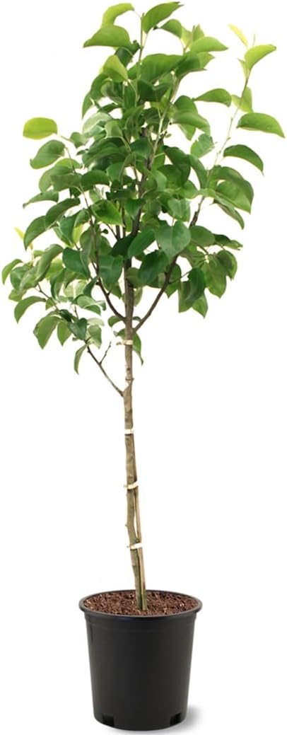 American Plant Exchange Flordahome Pear Trees, 5 Gallon Pot, 3-4ft Tall, Semi-Self Pollinating