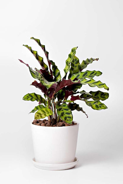 Calathea Lancifolia Rattlesnake Live Plant for Indoor | Different Houseplants in 4'' & 6'' Pot |