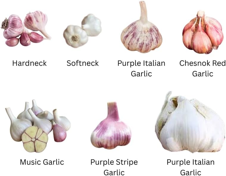 1 Pound Garlic for Planting in Fall Mix Random Softneck Hardneck, 8-10 Assorted Garlic Bulbs for