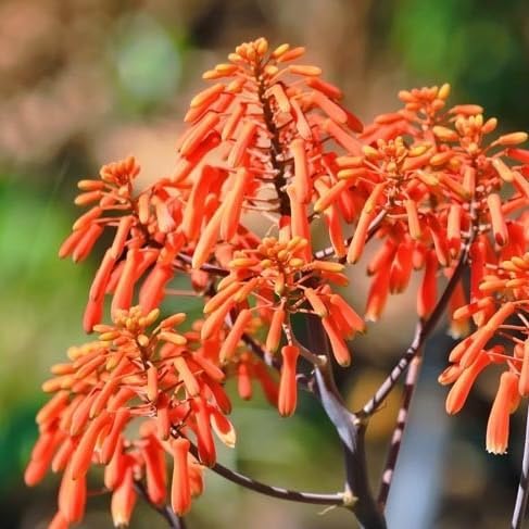 Coral Aloe Plants (Aloe striata) - Live Succulent with Striking Pink Edges and Smooth, Flat Leaves