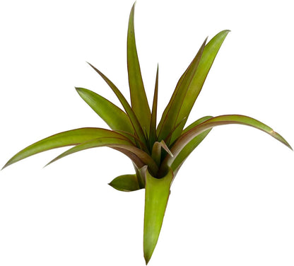 ragnaroc Air Plants - Tillandsia Red Capitata, Large 5-7” - 3 ct - Live Arrival Guaranteed - House