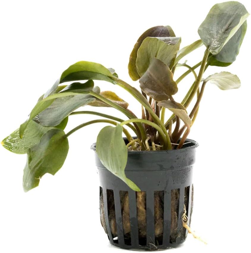 SubstrateSource Live Plants - Lagenandra Meeboldii Red (Lagenandra meeboldii) - Moderate to High