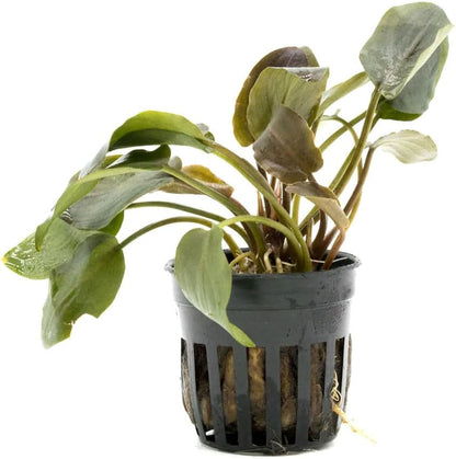 SubstrateSource Live Plants - Lagenandra Meeboldii Red (Lagenandra meeboldii) - Moderate to High