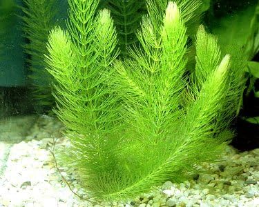 24 Plants Bundle / 6 Species Live Aquarium Plants Package - Microsorum, Amazon Sword, Anubias