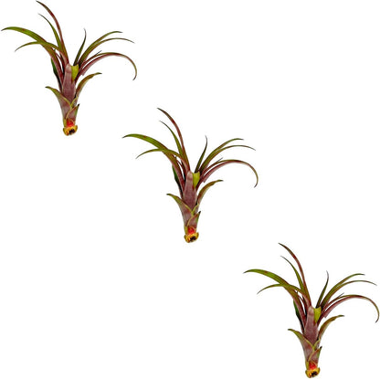 ragnaroc Air Plants - Tillandsia Red Capitata, Large 5-7” - 3 ct - Live Arrival Guaranteed - House