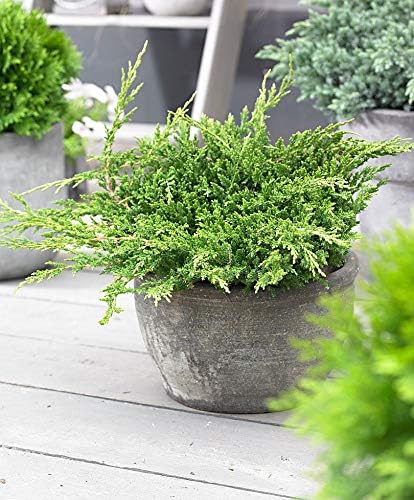 Prince of Wales Juniper - 20 Live Plants - Drought Tolerant Cold Hardy Evergreen Ground Cover