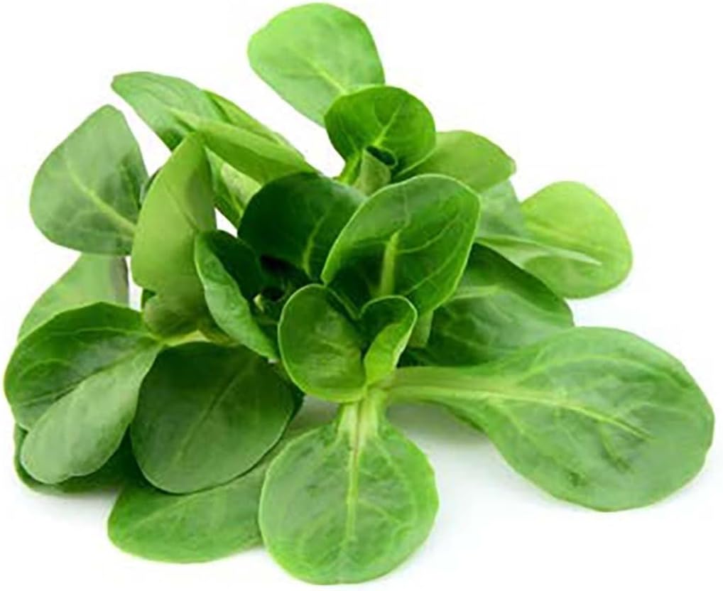Mache - Large Leaves Variety and Best for Overwintering in The Cold Northeast - Corn Salad - 300