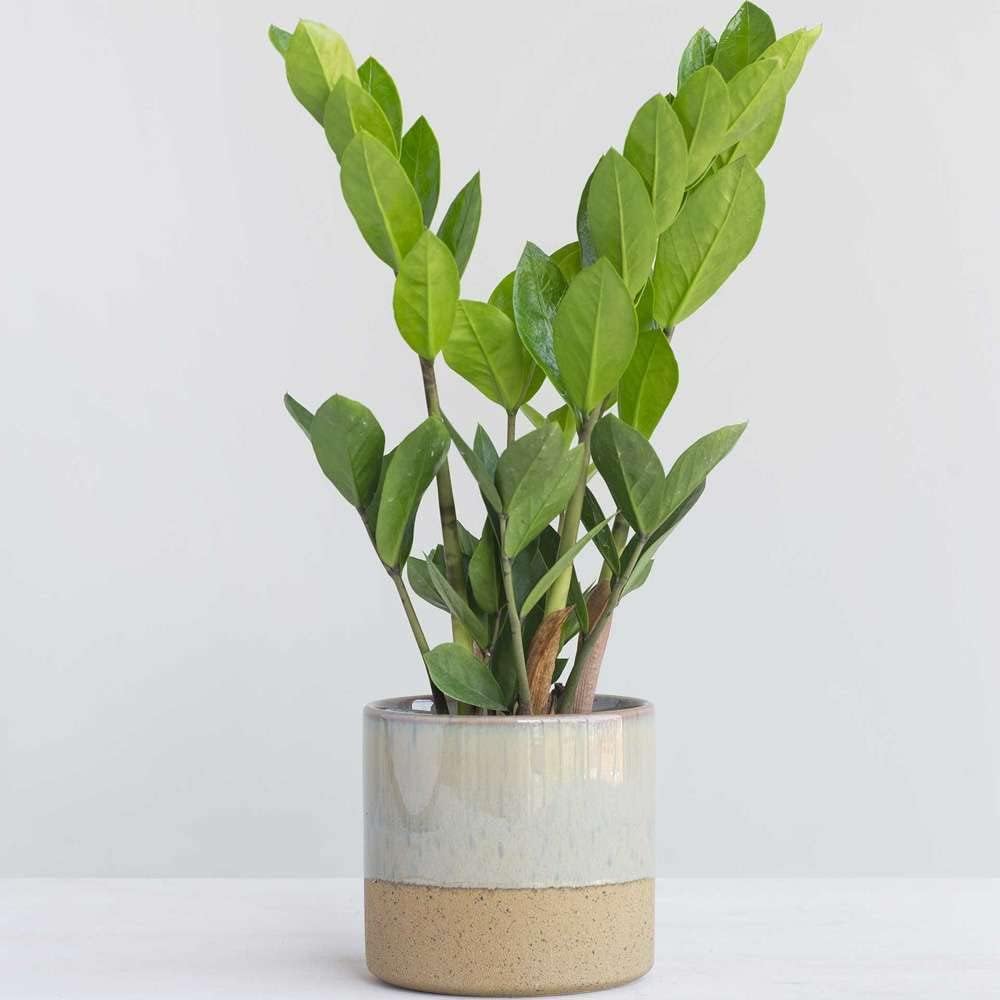 Zamioculcas Zamiifolia ZZ Live Plant for Indoor | Different Houseplants in 4'' & 6'' Pot | Real