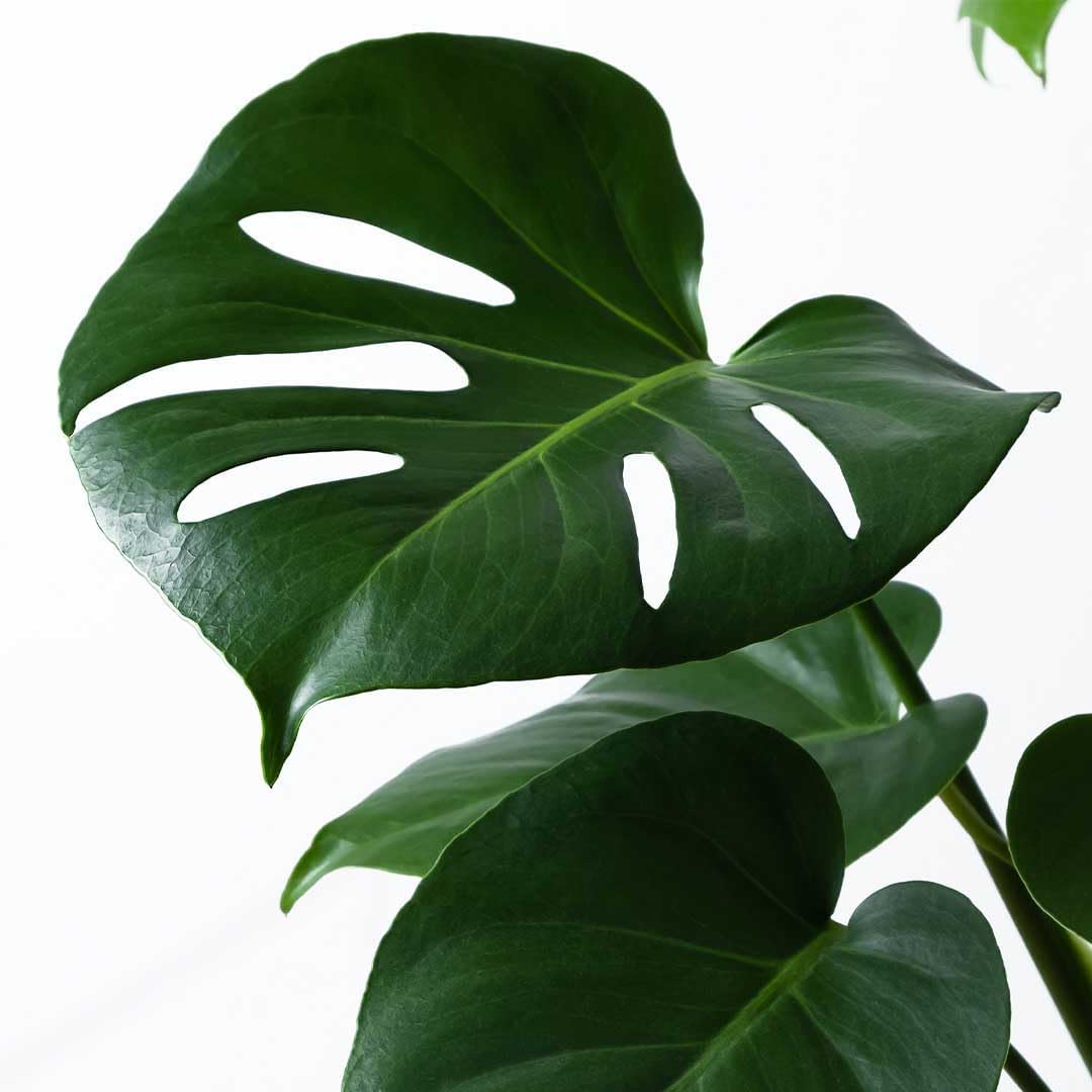American Plant Exchange Monstera Deliciosa – Live 4-Inch Pot in Stylish Pot Cover, Easy-Care Split