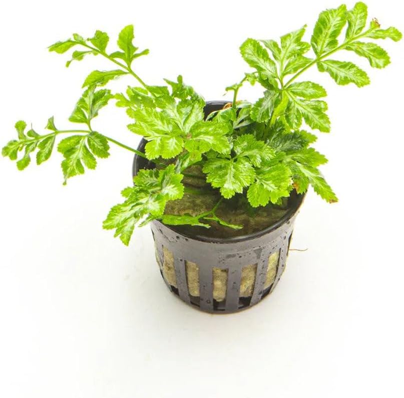SubstrateSource Live Jungle Plants - Silver Lace Fern (Pteris ensiformis) - Bright Indirect Light