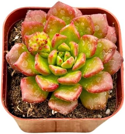 2" Sedeveria Letizia Unique Succulents Plants Live, Live Starter Succulent Plants, Easy Care House