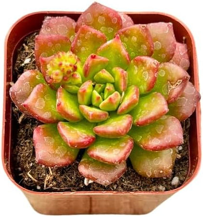 2" Sedeveria Letizia Unique Succulents Plants Live, Live Starter Succulent Plants, Easy Care House