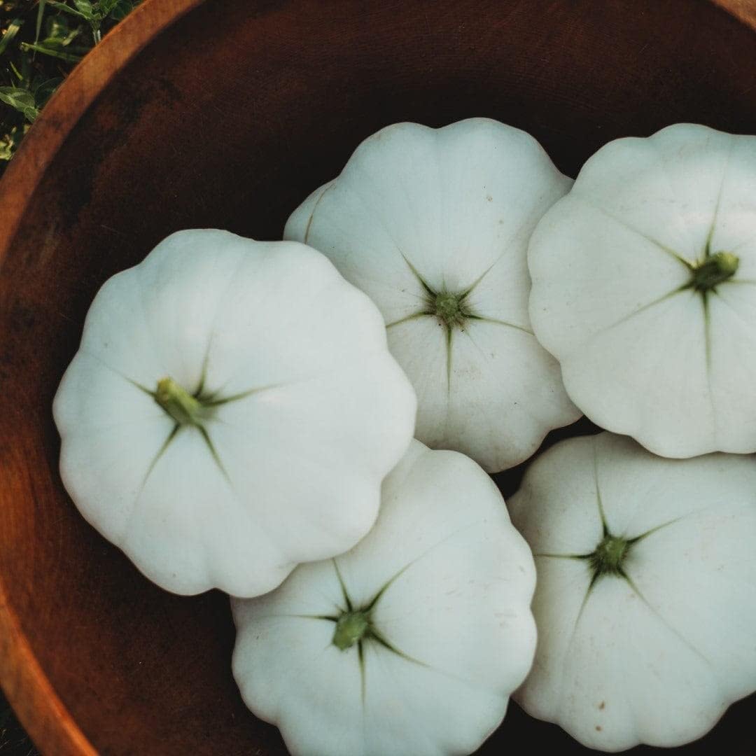 Early White Bush Scallop Squash (White Patty Pan Squash) - 25 Seeds - Bush Squash Variety, Non-GMO