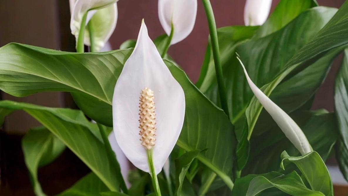 Gardenera's Professional Grade Mix for Stunning Peace Lilies: The Essential Ingredient for Indoor