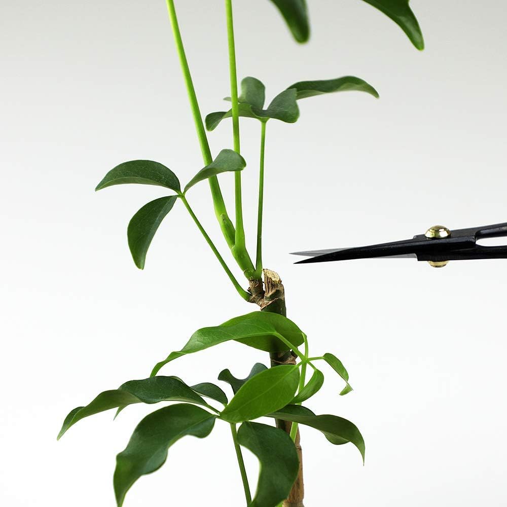 Wazakura Satsuki Bonsai Scissors Made in Japan 7 inch (180 mm), Japanese Bonsai Garden Tools