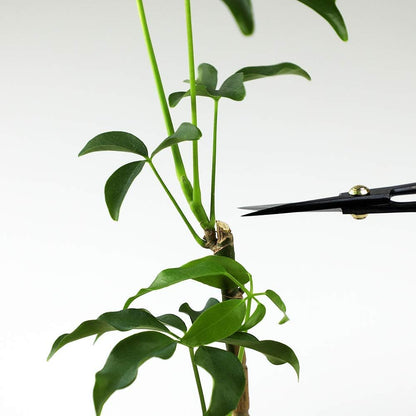 Wazakura Satsuki Bonsai Scissors Made in Japan 7 inch (180 mm), Japanese Bonsai Garden Tools