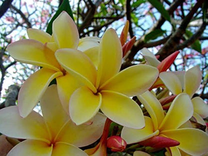 Hawaiian Frangipani Plumeria Plant Cuttings 10 Inches Long C1 Discount Hawaiian Gifts