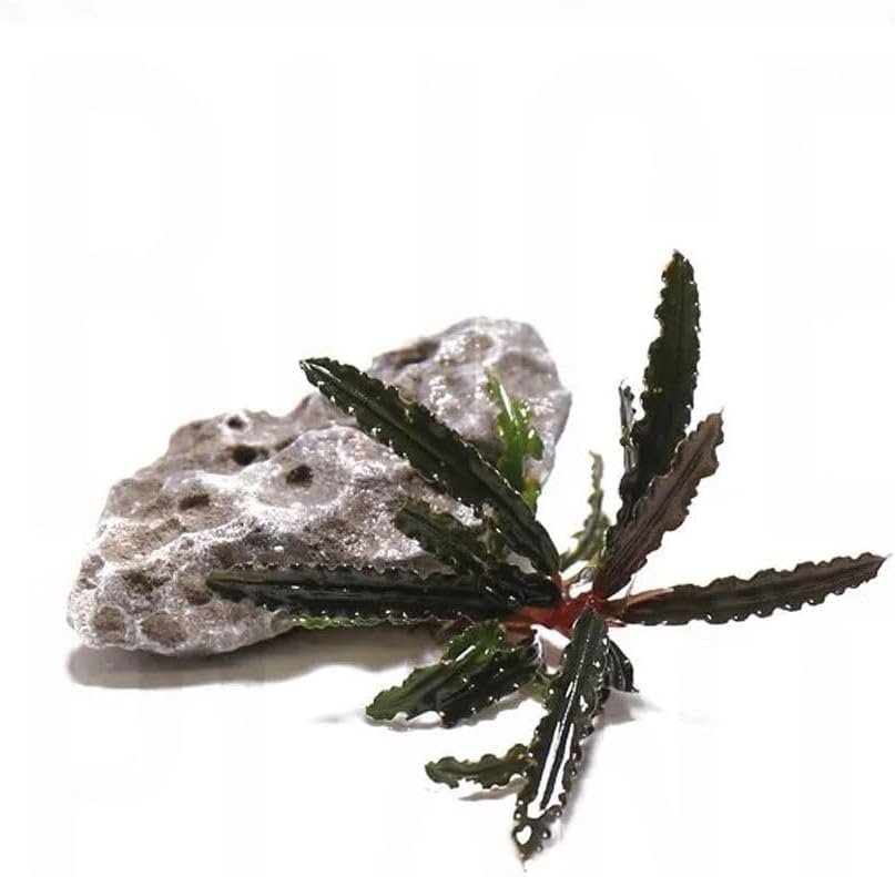 SubstrateSource Live Plants – Bucephalandra Belindae (Bucephalandra belindae) – Low to Medium