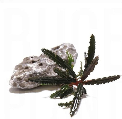 SubstrateSource Live Plants – Bucephalandra Belindae (Bucephalandra belindae) – Low to Medium