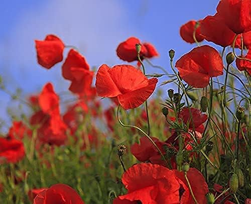 Set of 200 Flower Seed Packets - Flower Seeds in Bulk - 15 or More Varieties Available - Great for