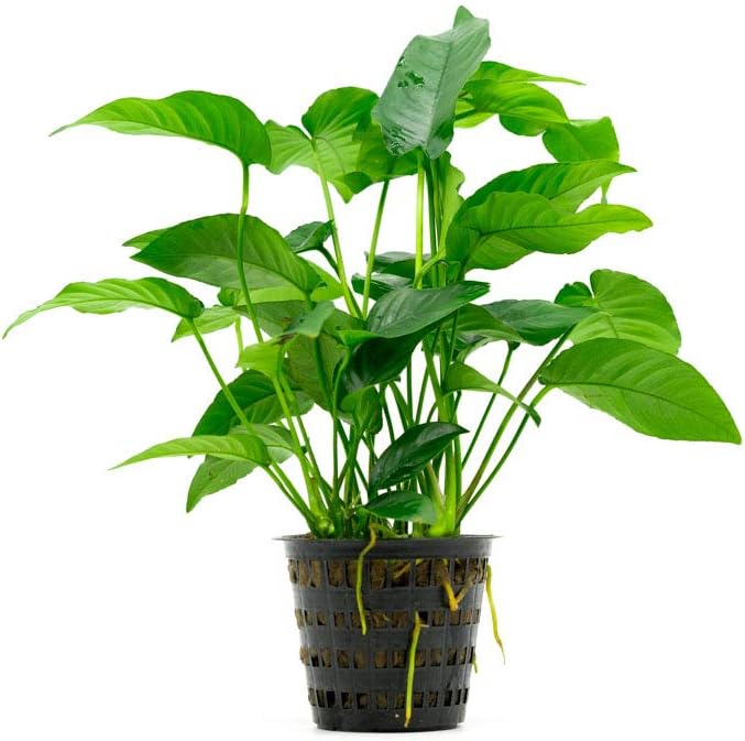 SubstrateSource Anubias Live Aquarium Plants - Potted Freshwater Plant for Fish Tanks, Terrariums