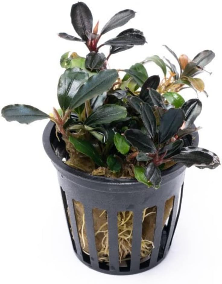 SubstrateSource Bucephalandra Arrogant Blue Potted Live Aquarium Plant - Natural Freshwater Fish