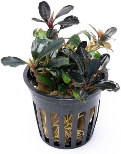 SubstrateSource Bucephalandra Arrogant Blue Potted Live Aquarium Plant - Natural Freshwater Fish