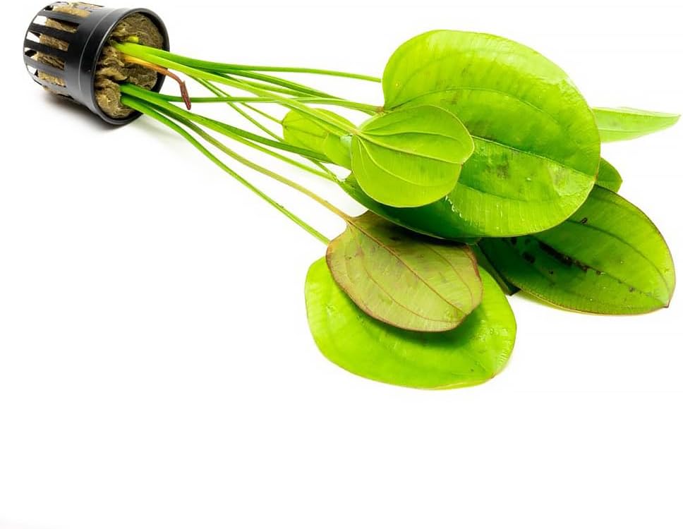 SubstrateSource Echinodorus Yellow Sun Sword Live Plant for Freshwater Aquariums, Natural Fish Tank