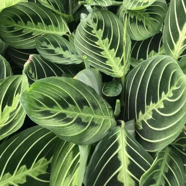 Maranta 'Lemon Lime' Live Plant for Indoor | Different Houseplants in 4'' & 6'' Pot | Real House