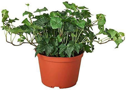 English Ivy Green Live Plant for Indoor | Different Houseplants in 4'' & 6'' Pot | Real House Plant