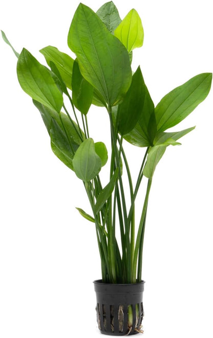 SubstrateSource Echinodorus Grandifolius Sword Live Plant for Freshwater Aquariums, Natural Fish