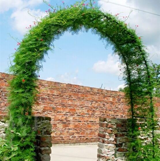 Garden Arch Trellis Metal Garden Arbor for Various Climbing Plant, Wedding Arches for Ceremony