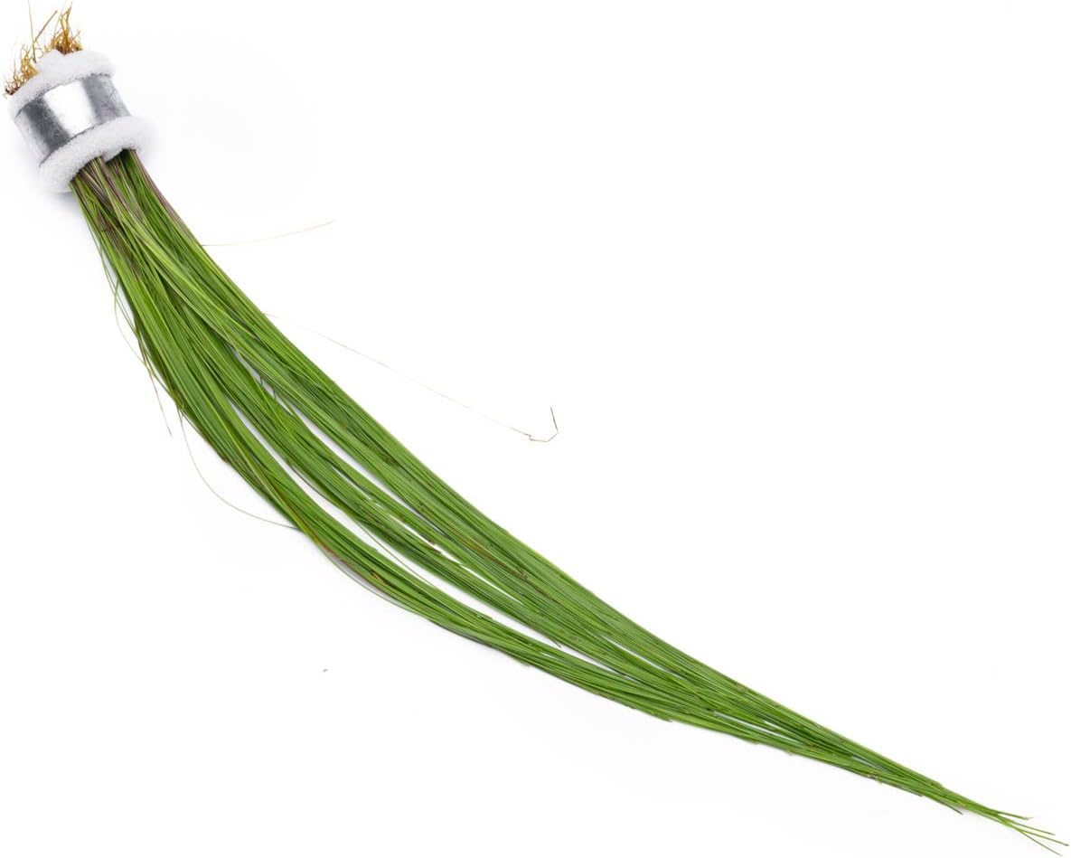 SubstrateSource Live Aquarium Stem Plants - Freshwater Aquatic Plant for Fish Tanks, Aquascaping