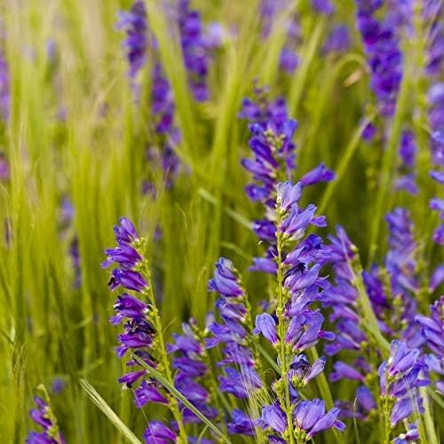 Outsidepride Penstemon Seeds - 5000 Pcs Perennial, Drought-Tolerant & Pollinator Friendly, Strictus