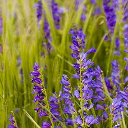 Outsidepride Penstemon Seeds - 5000 Pcs Perennial, Drought-Tolerant & Pollinator Friendly, Strictus