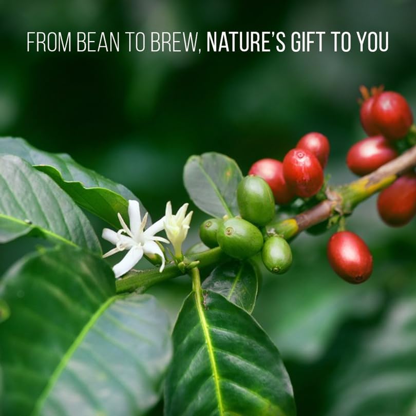 Coffee Plant Arabica (4 Pack) Real Live Plant for Sale | Coffee Lover's Dream | Easy to Grow Live